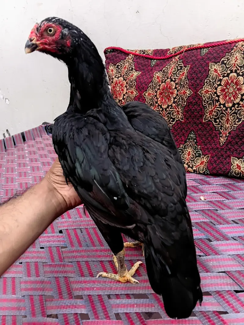 mushki lasani made — photo 3