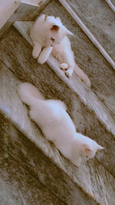 triple coated Male cats