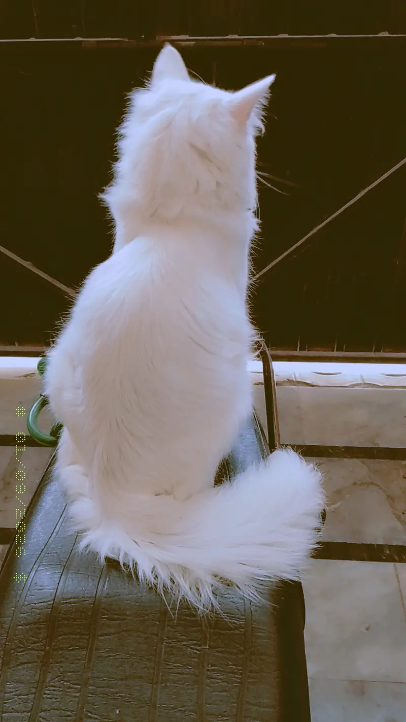 triple coated Male cats — photo 3