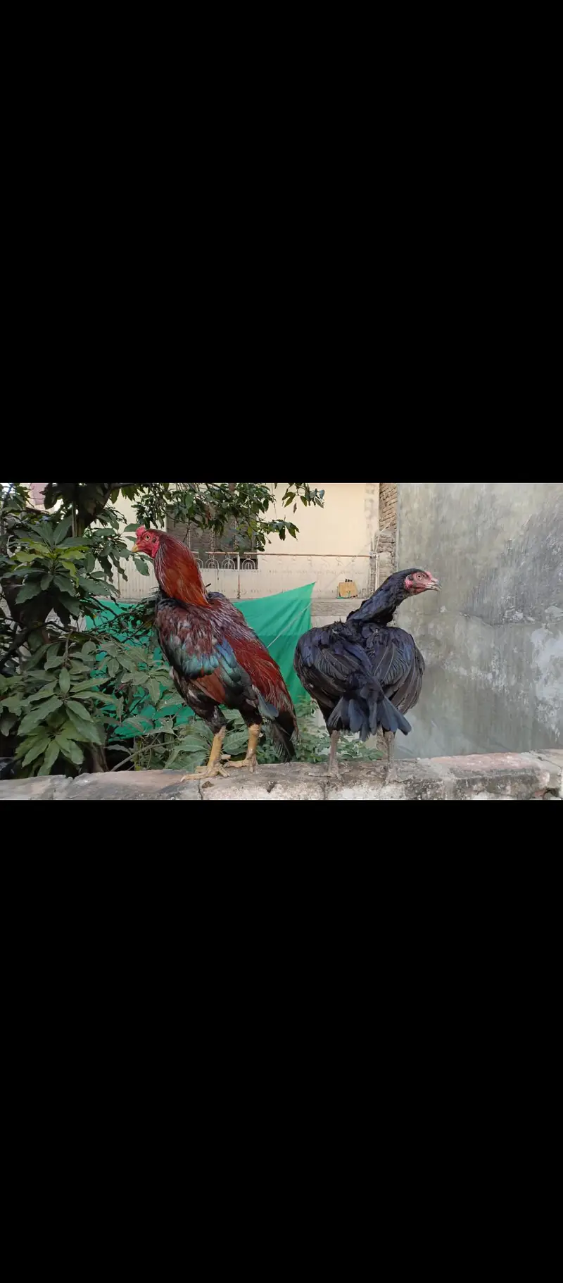 Aseel k Anday — photo 2