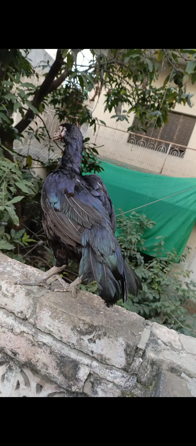 Aseel k Anday — photo 4