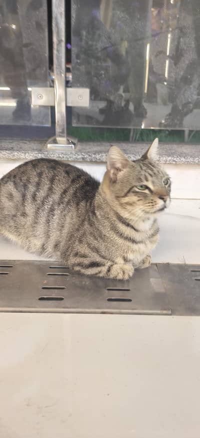 Healthy & Playful Male Tabby Cat Available for Adoption / Sale
