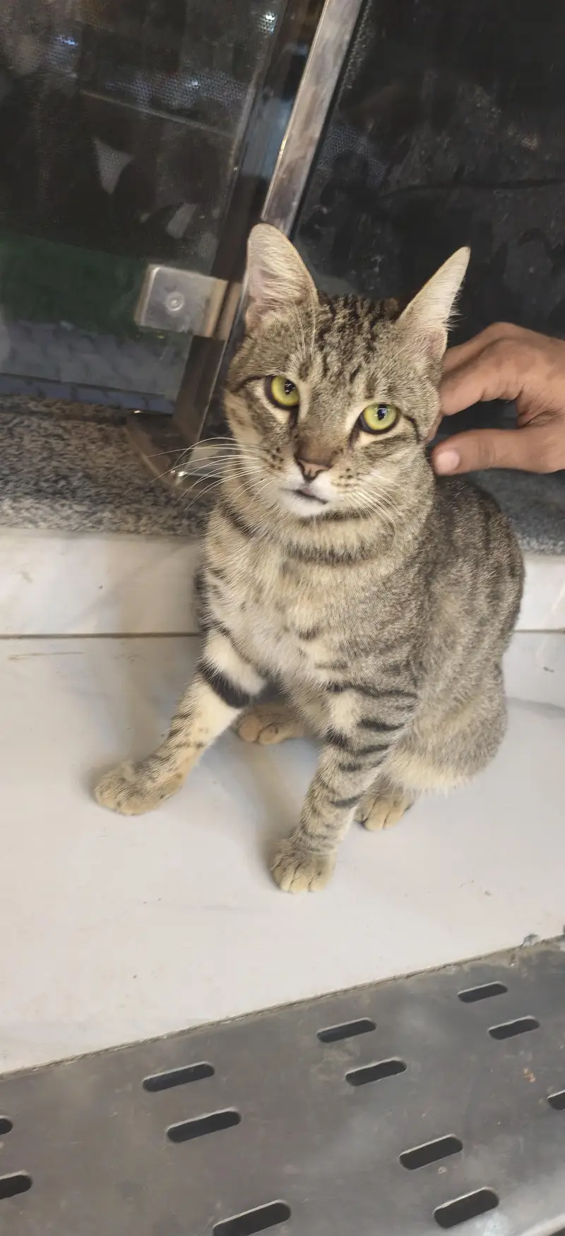 Healthy & Playful Male Tabby Cat Available for Adoption / Sale — photo 2
