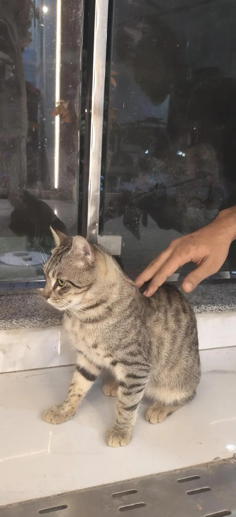 Healthy & Playful Male Tabby Cat Available for Adoption / Sale — photo 3