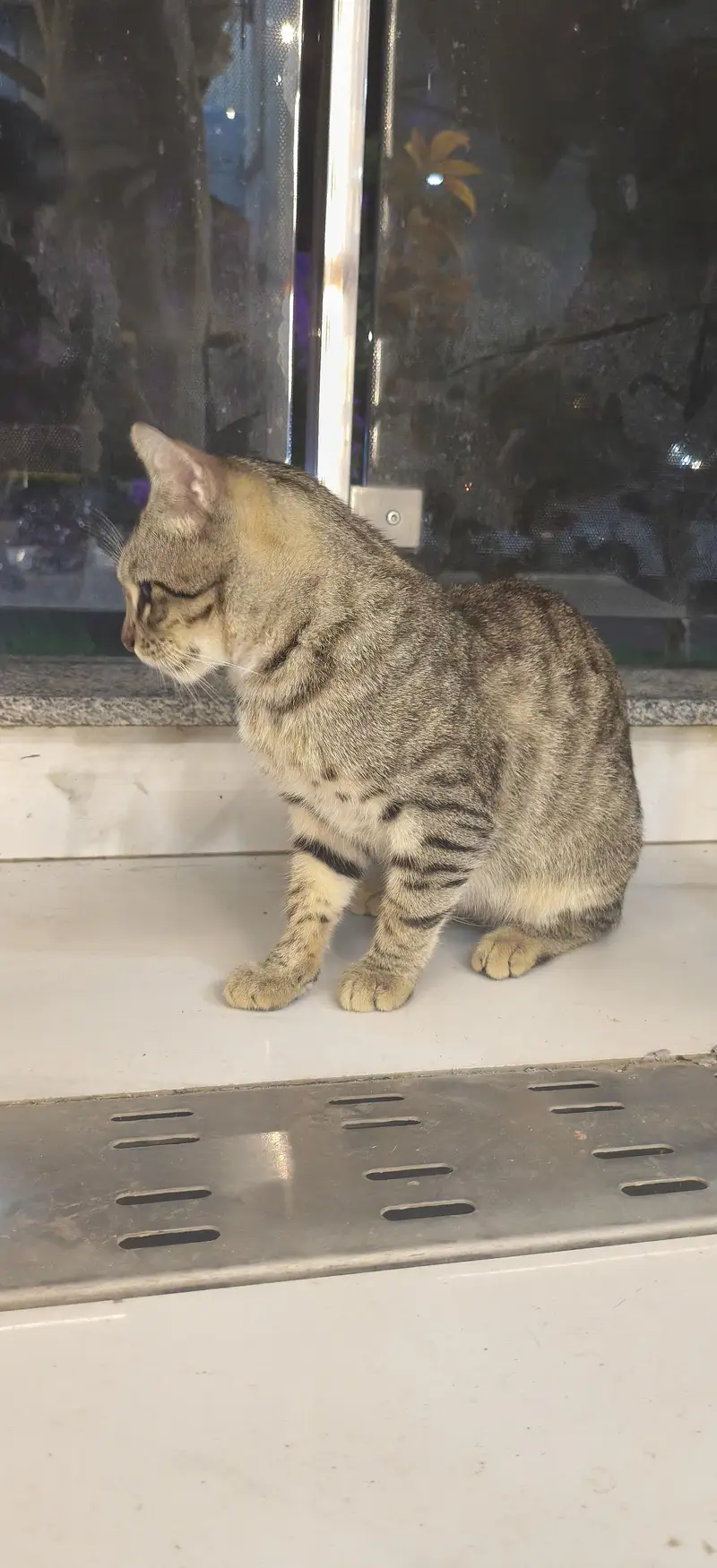 Healthy & Playful Male Tabby Cat Available for Adoption / Sale — photo 4