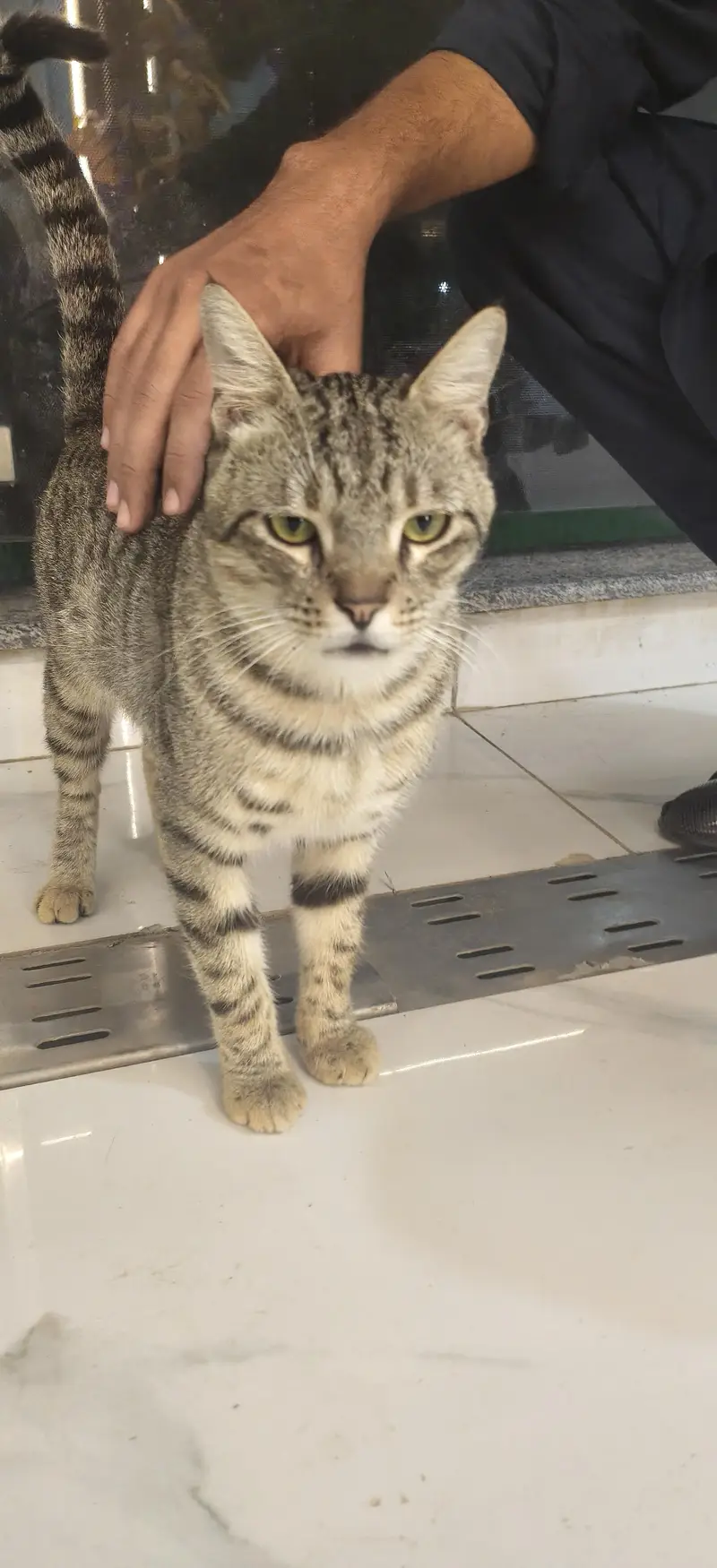 Healthy & Playful Male Tabby Cat Available for Adoption / Sale — photo 5