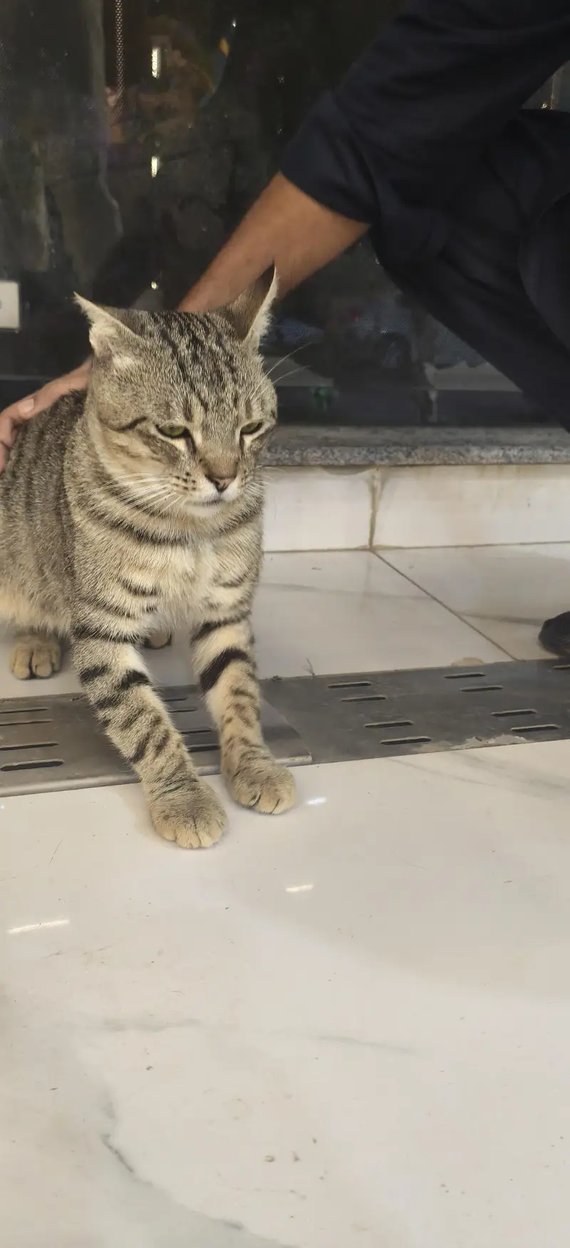 Healthy & Playful Male Tabby Cat Available for Adoption / Sale — photo 6