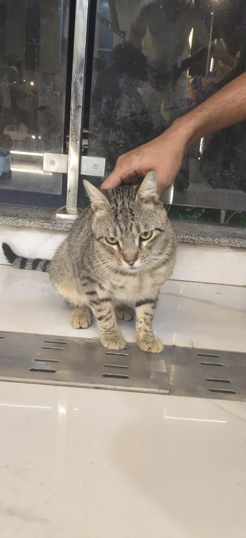 Healthy & Playful Male Tabby Cat Available for Adoption / Sale — photo 7