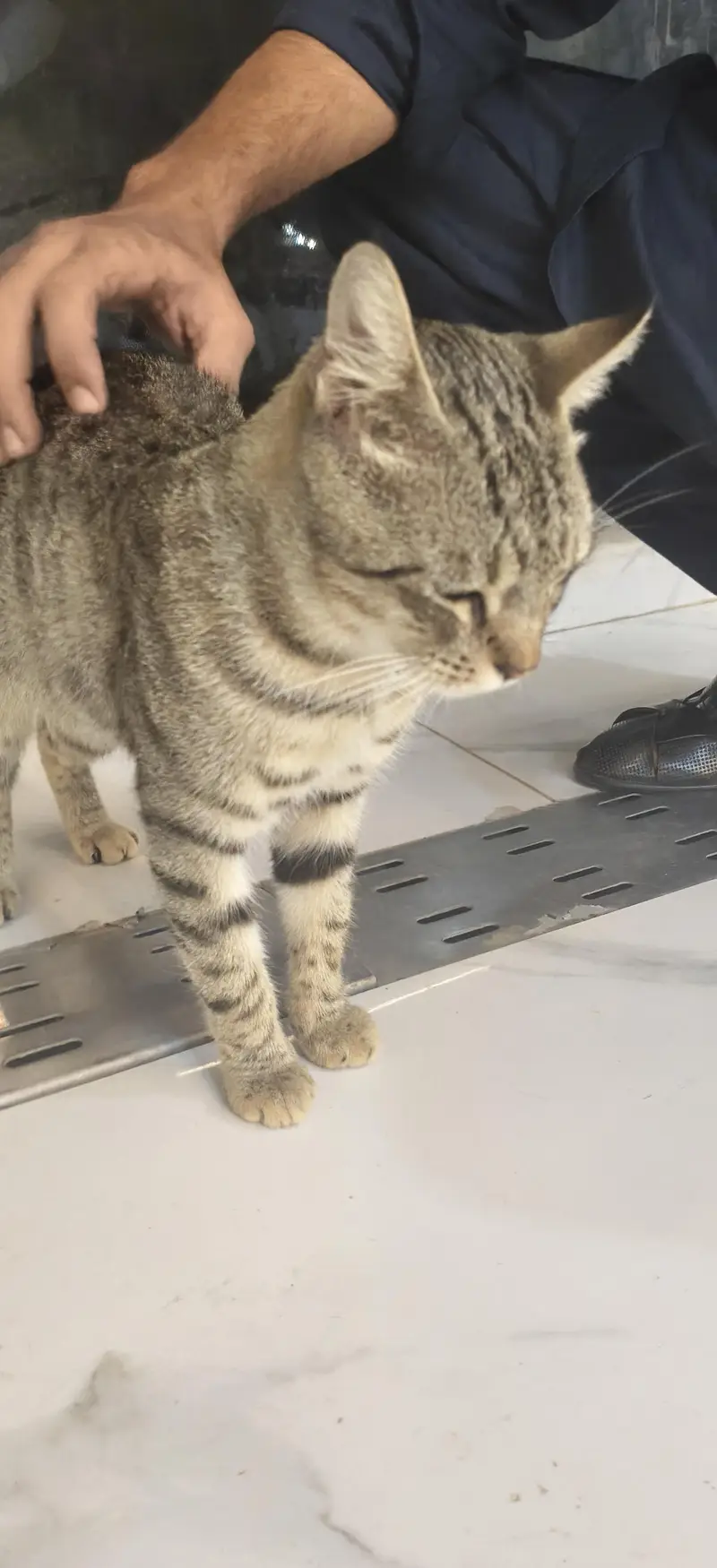 Healthy & Playful Male Tabby Cat Available for Adoption / Sale — photo 8
