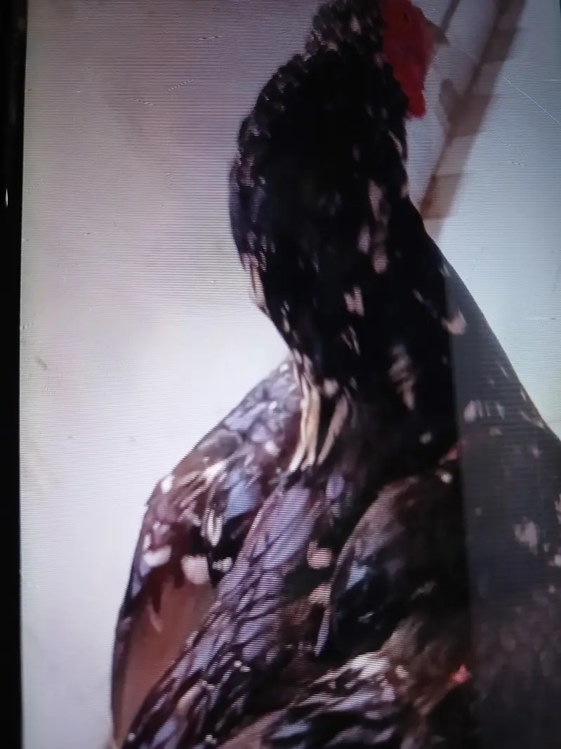 ya high quality black assel ha — photo 4