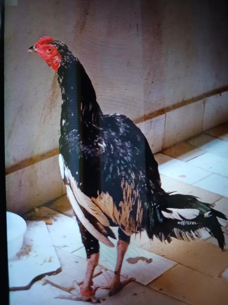 ya high quality black assel ha — photo 5