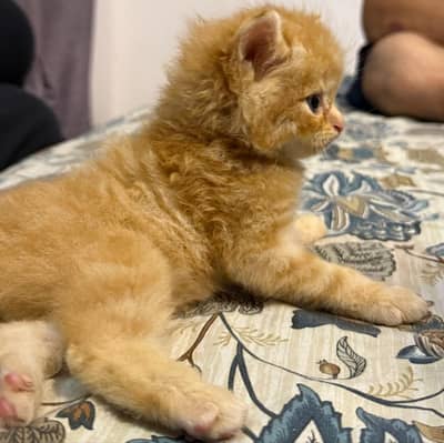 persion cat one month
