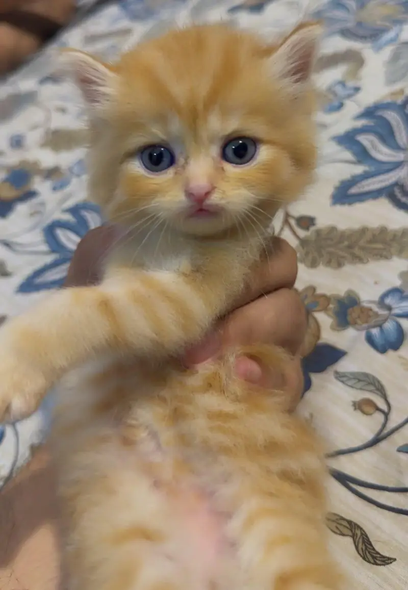 persion cat one month — photo 2