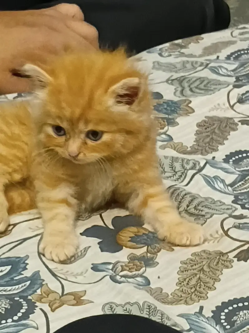 persion cat one month — photo 3