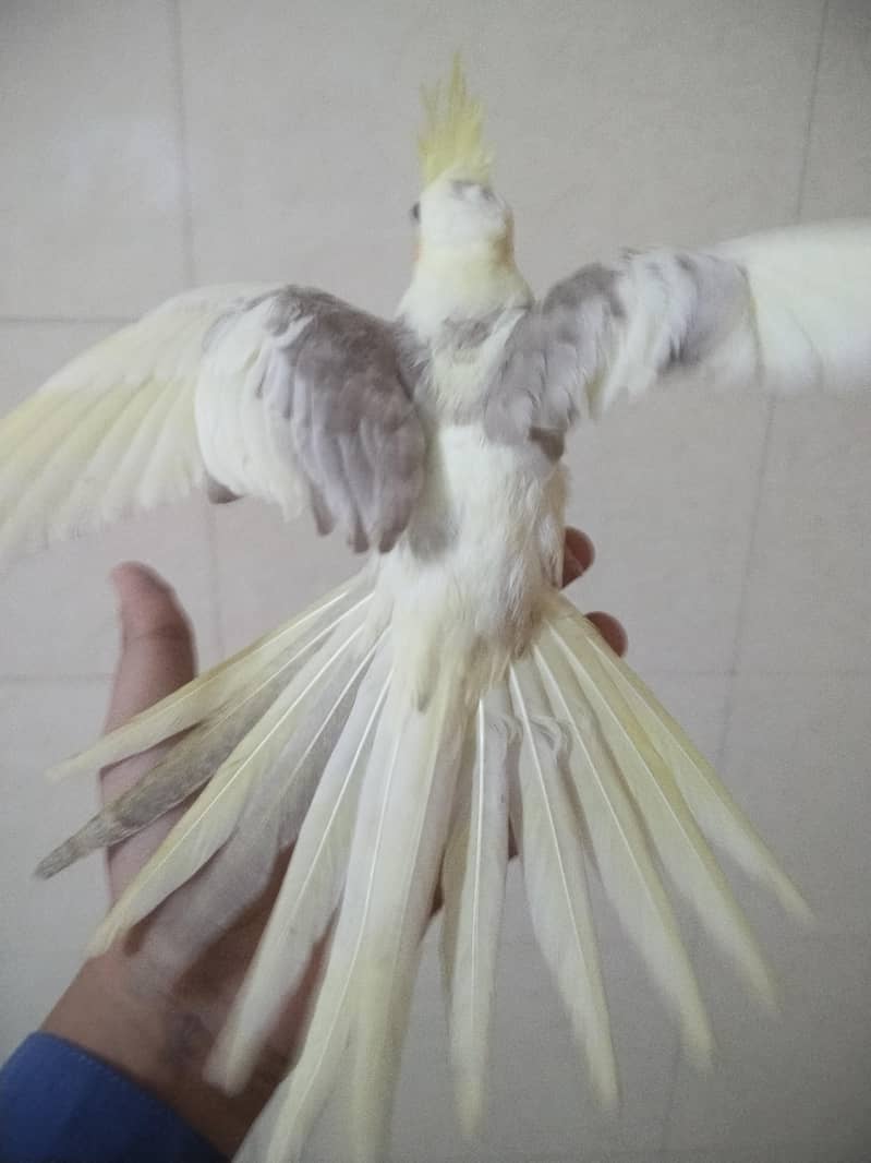 cocktail 0
