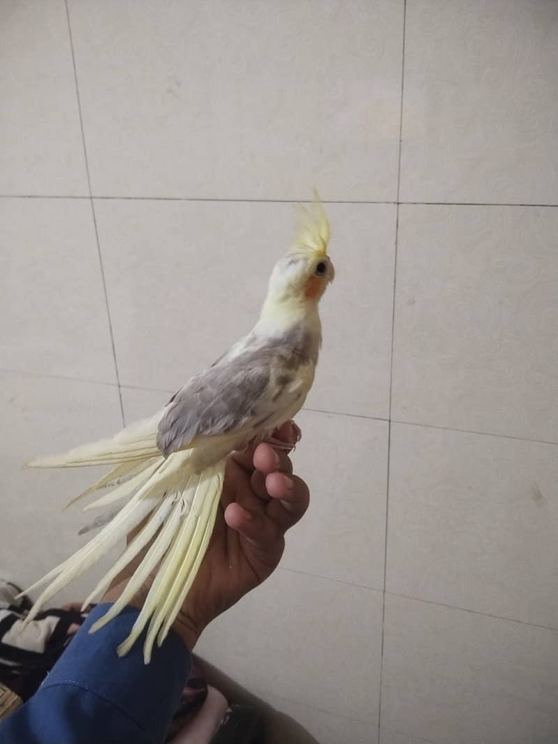 cocktail 1