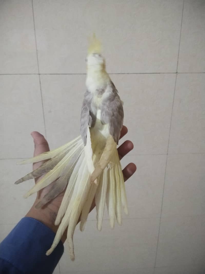 cocktail 2
