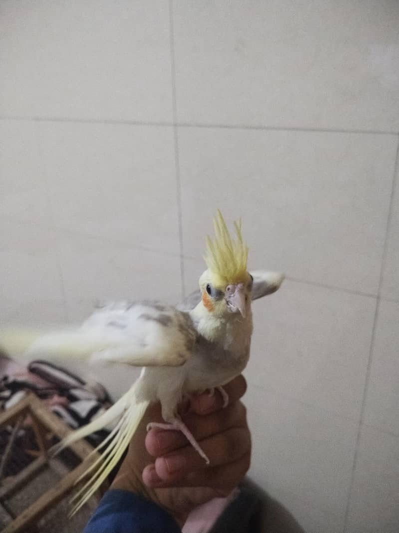 cocktail 3