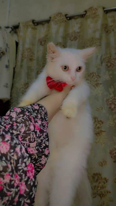 Persian Cat Baby