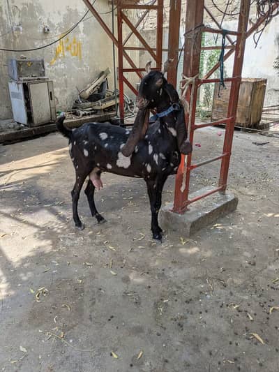 Kamori goat