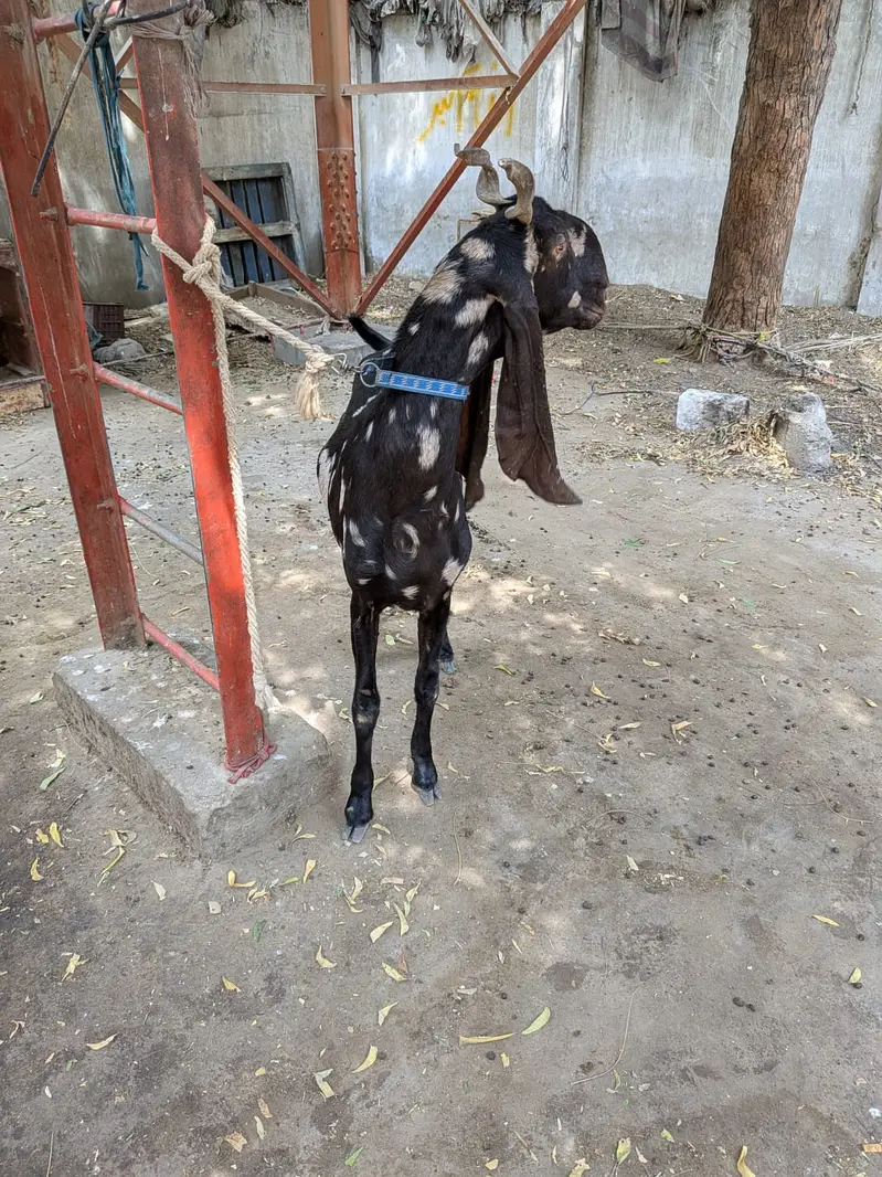 Kamori goat — photo 2