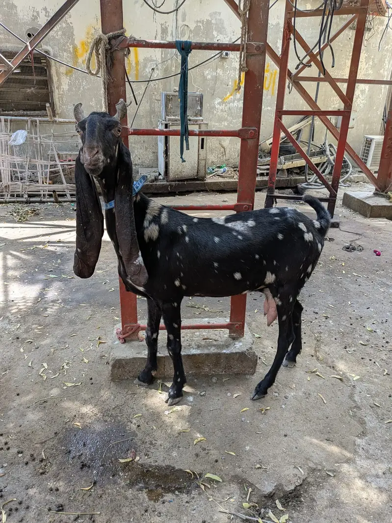 Kamori goat — photo 3
