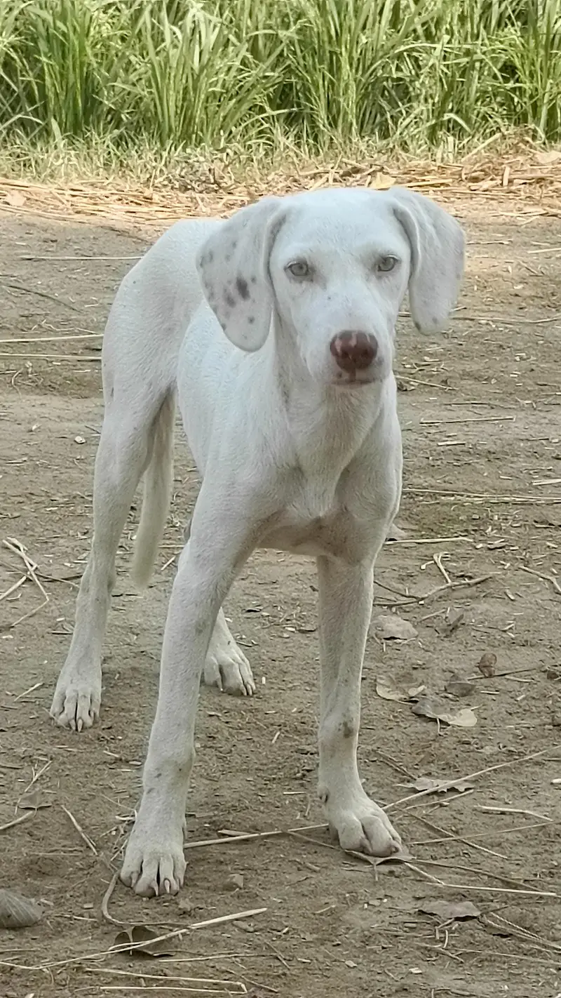 gultair or painter me cross madi — photo 4