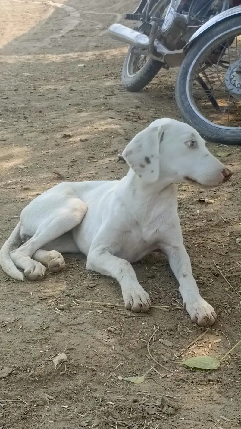 gultair or painter me cross madi — photo 11