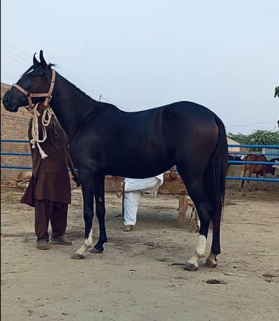 pure ravi breed hight 60