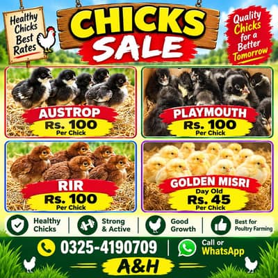 golden misri 5 days chicks for sale broiler chicks also avlb