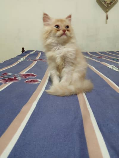 Persian Male Kitten for Sale