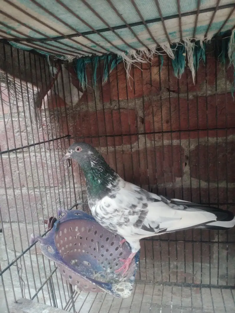 Pure Teddy, 10 Kalli k patthy — photo 5