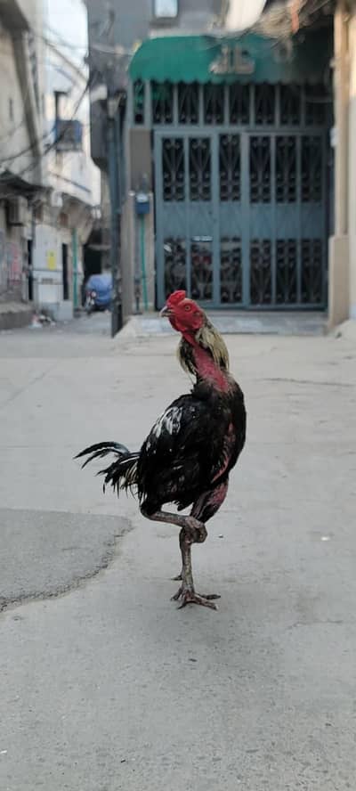 Burmi bird for sale darmyani height