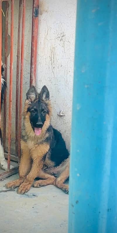 German shepherd black mask