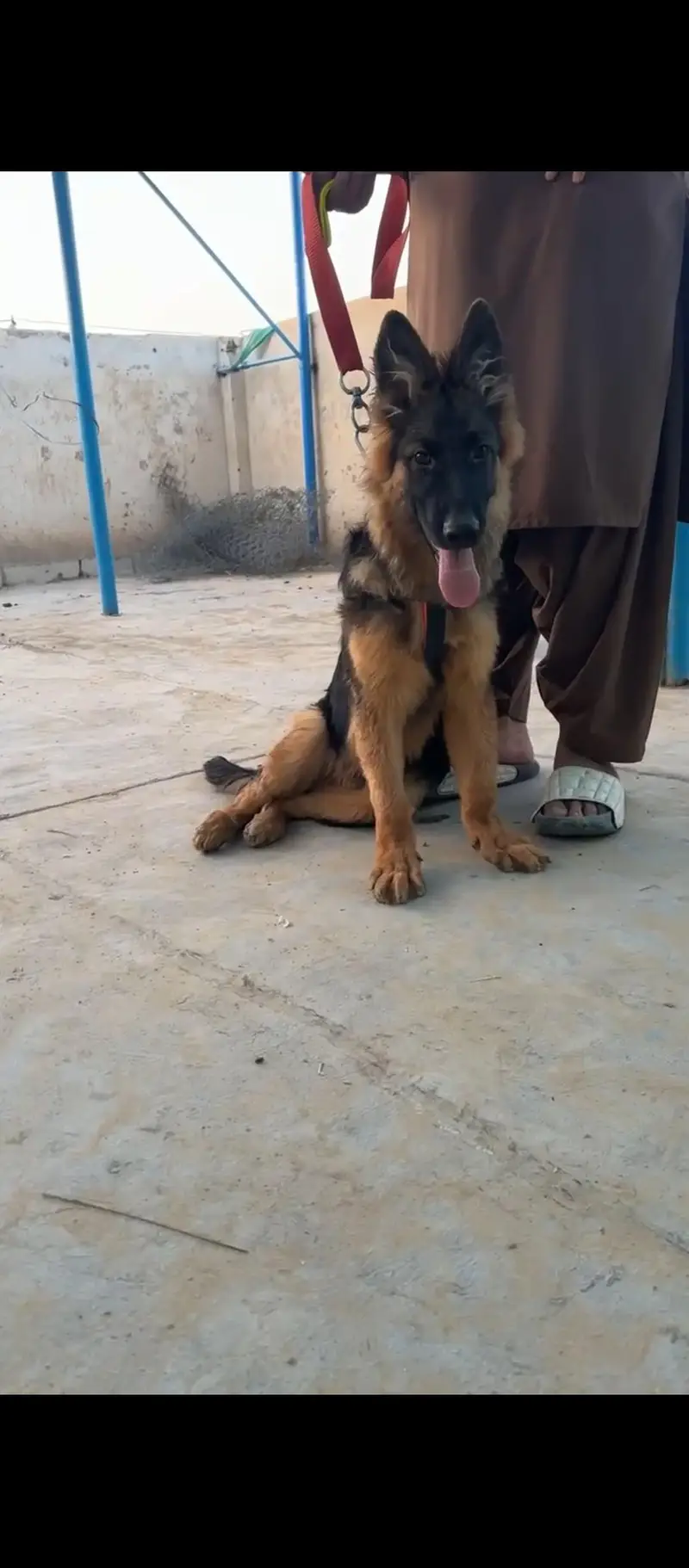 German shepherd black mask — photo 3