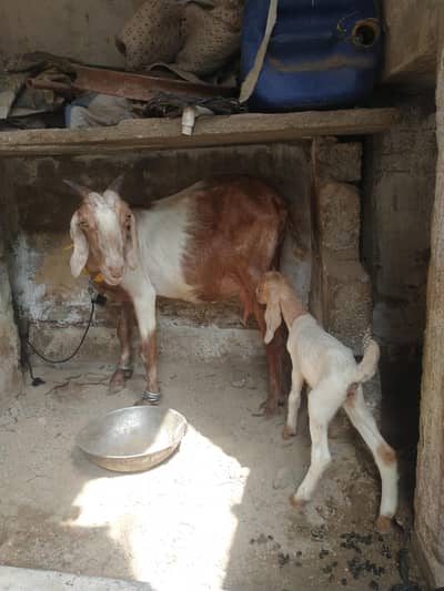 bakri 2 bacho ke shat 1 nar 1 mada kamori male