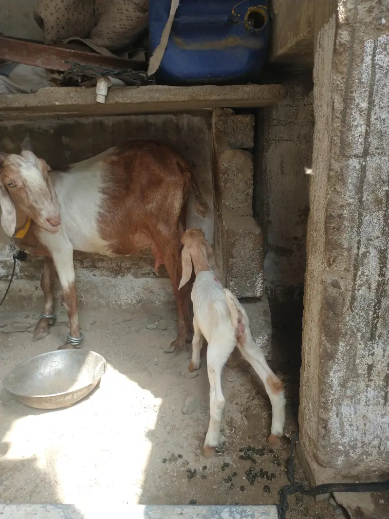 bakri 2 bacho ke shat 1 nar 1 mada kamori male — photo 2