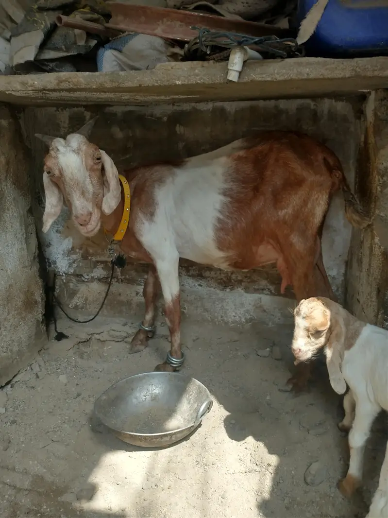 bakri 2 bacho ke shat 1 nar 1 mada kamori male — photo 3