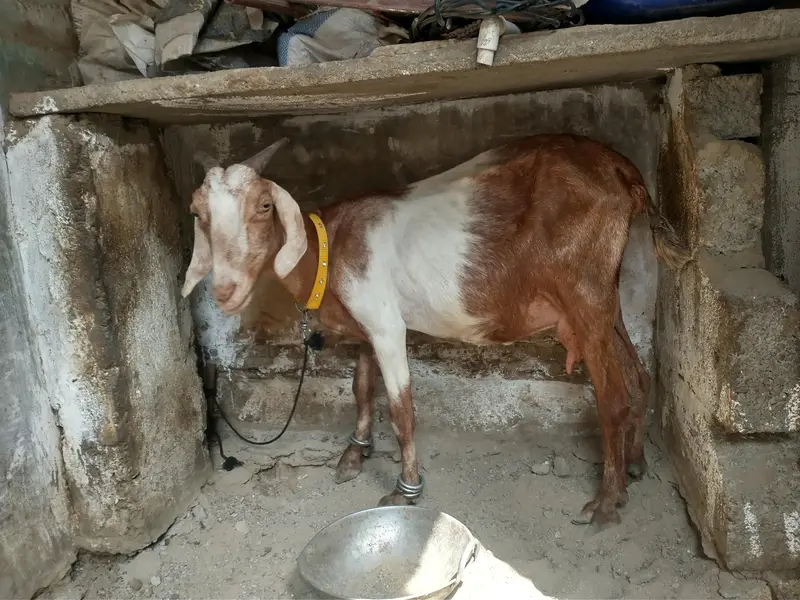 bakri 2 bacho ke shat 1 nar 1 mada kamori male — photo 4