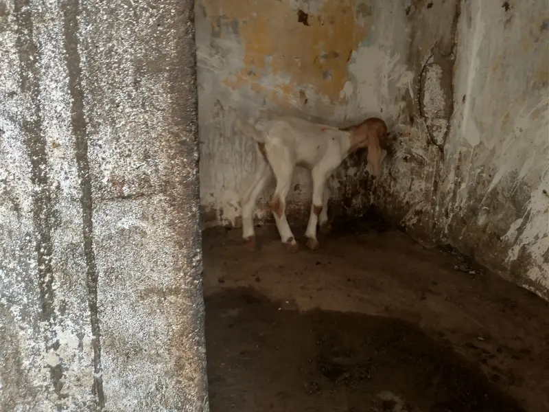 bakri 2 bacho ke shat 1 nar 1 mada kamori male — photo 5