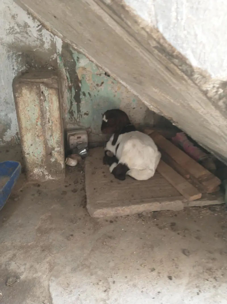 bakri 2 bacho ke shat 1 nar 1 mada kamori male — photo 6