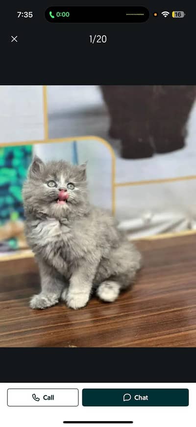 cash on delivery available Persian punch face cat kitten