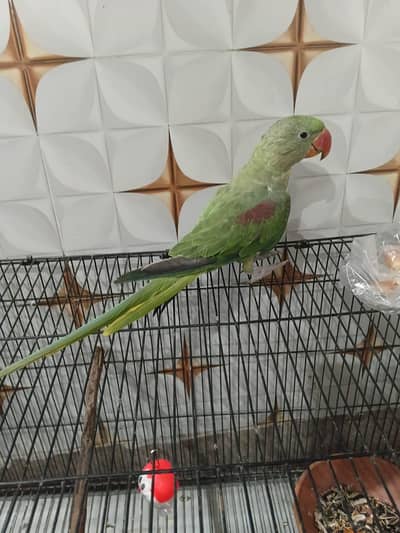raw kashmiri parrot for sale
