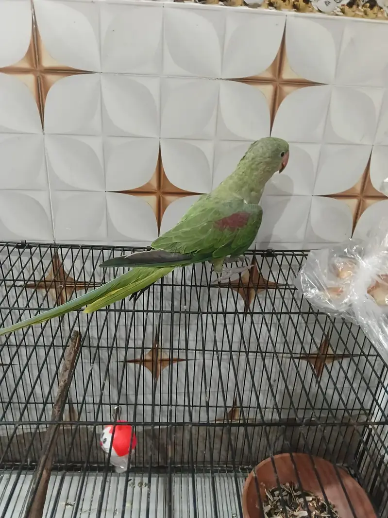 raw kashmiri parrot for sale — photo 2