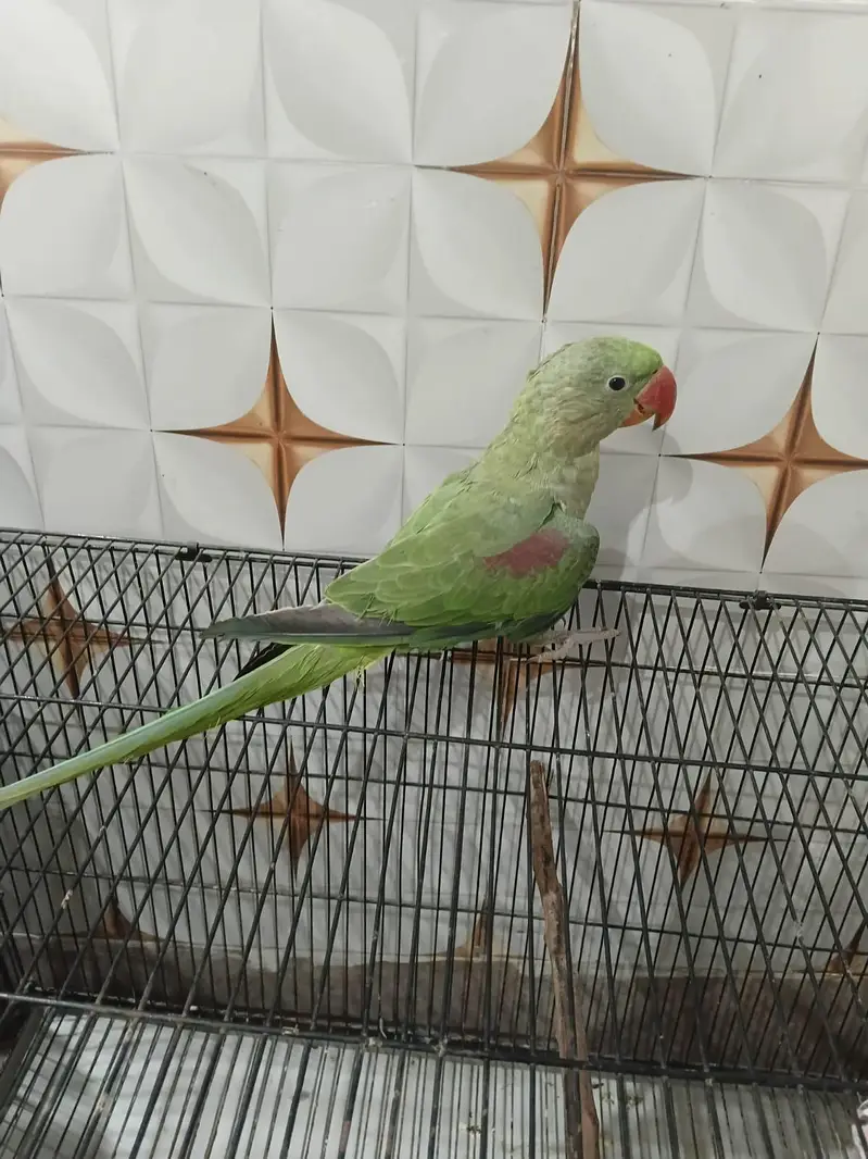 raw kashmiri parrot for sale — photo 3