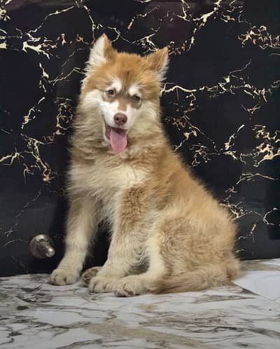 Huskey