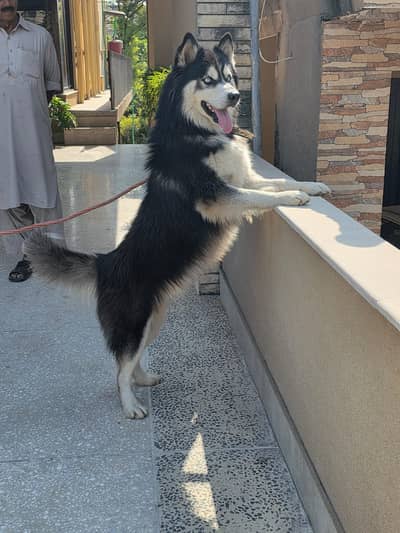 Husky