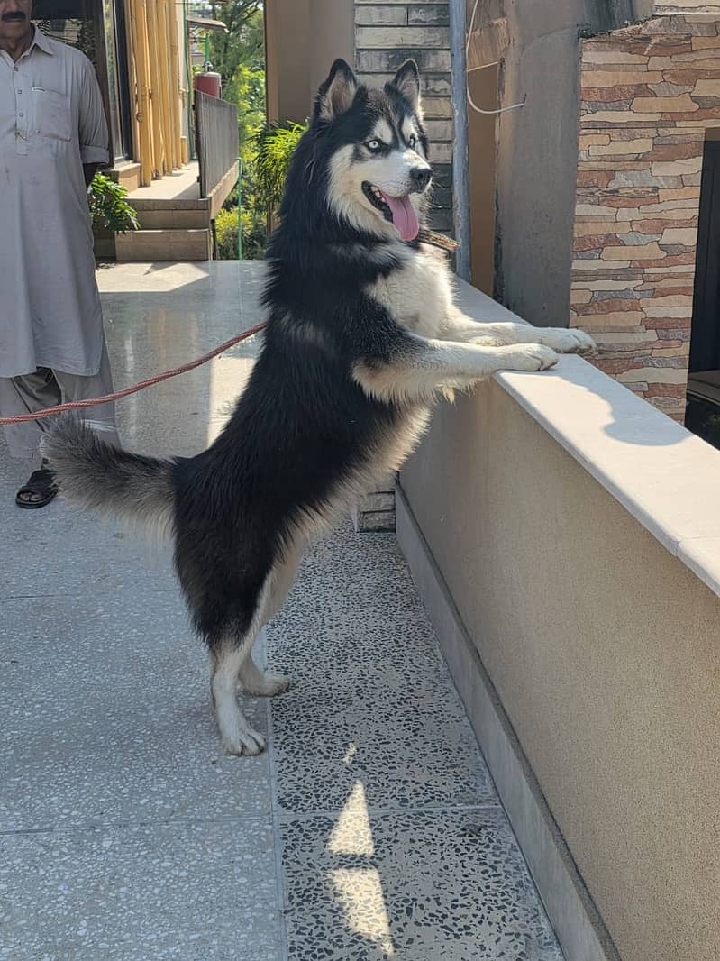 Husky 0