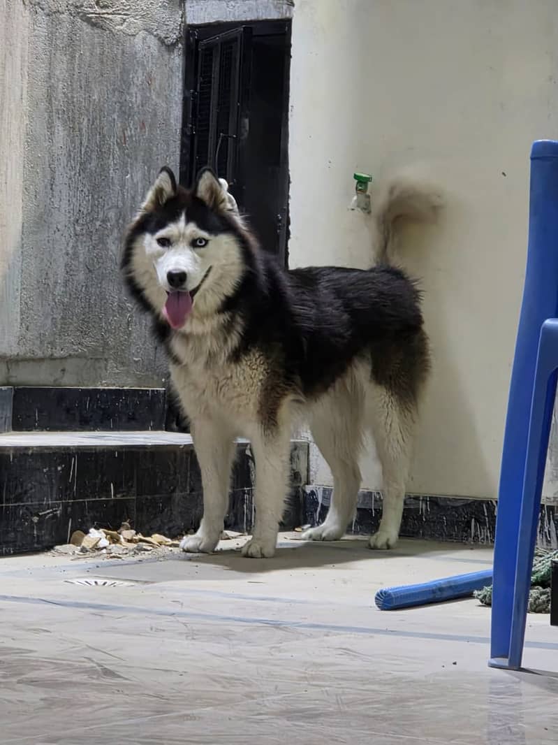Husky 1