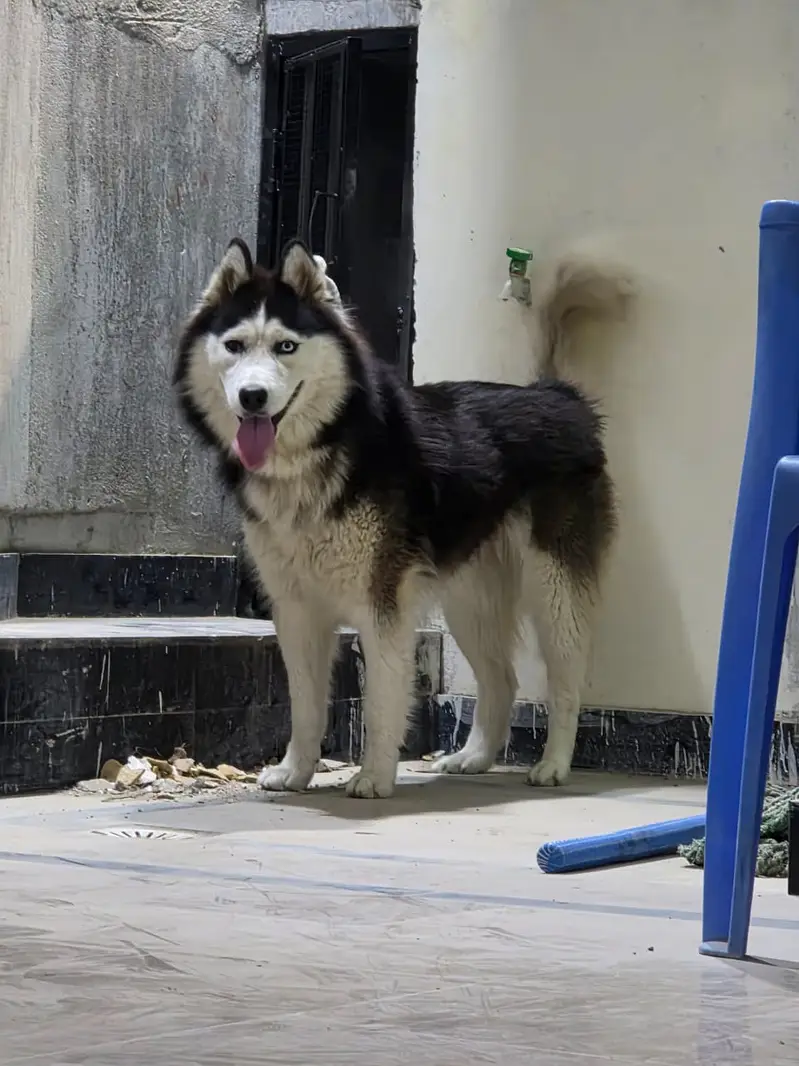 Husky — photo 2